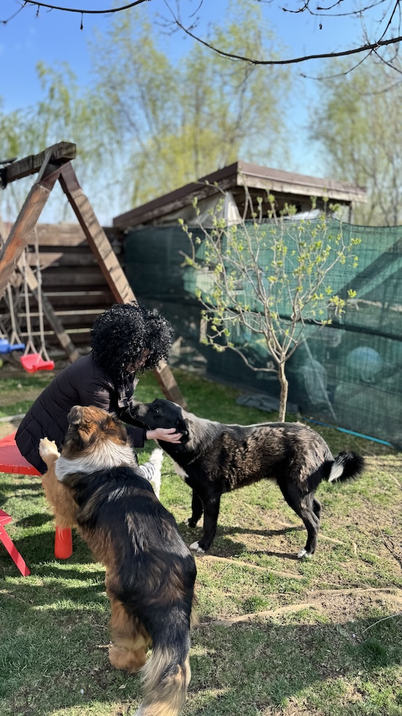 Wife grooming Blackie and Zuba getting jealous