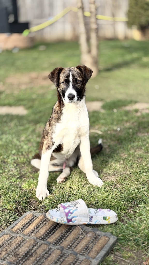 Mayday and his toy, my slipper!